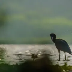 An Ibis silhouette preens its feathers against the sparkling water, a simple, elegant moment captured in shadow.