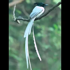 The Asian Paradise Flycatcher is pure elegance in motion. Its long, white tail feathers flow like ribbons as it darts through the forest. Capturing its graceful form is a challenge that combines quick reflexes with an understanding of the bird's behavior, a key focus in my advanced photography workshops.