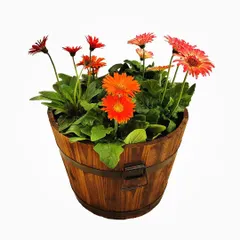 A clean look at my wooden barrel planter, filled with vibrant gerbera daisies. This versatile pot works beautifully for a variety of flowering plants and adds a touch of rustic elegance wherever it's placed.