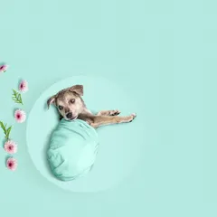 This tiny rescued puppy is wrapped snugly like a newborn, surrounded by delicate flowers for a dreamy and gentle portrait.