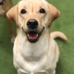 Such a perfect smile. This Labrador is a ray of sunshine at our boarding center.