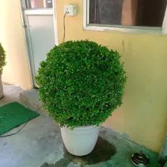 A close-up of one of our topiary ball plants. These are great for adding a touch of formal elegance to doorways, patios, or office spaces.
