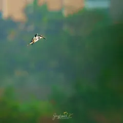A Pied Kingfisher hovering, its black and white pattern stark against the blurred green background. This print showcases its unique hunting technique.