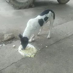 Another of Veena's dogs enjoys a meal. We verify and support feeders like her, ensuring that donations for street feeding reach the dogs who need it most.