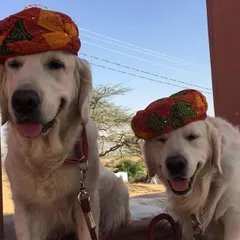 While dressing up dogs isn't necessary, it can be fun if done correctly. I teach pet parents how to build positive associations with accessories so it's a stress-free experience.