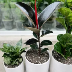 This image showcases two excellent choices for indoor spaces. The Sansevieria, or Snake Plant, is known for its air-purifying qualities, while the dark, glossy leaves of the Rubber Plant offer a bold, modern look.