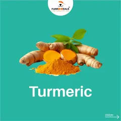 This series takes a closer look at the incredible health benefits of turmeric. Learn how this simple spice can support heart health, reduce inflammation, and provide general immune system support for your dog.