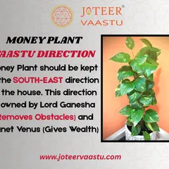 The Money Plant should be kept in the South-East direction of the house. This direction is owned by Lord Ganesha, who removes obstacles, and the planet Venus, which gives wealth.