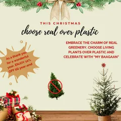 This Christmas, I encourage you to choose real over plastic. Embrace the charm of a living Christmas tree and enjoy a special year-end discount from me to you.