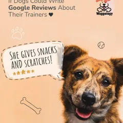 If dogs could write Google reviews, what would they say? This happy pup gives five stars for "snacks and scratches." It's a fun reminder that positive reinforcement is always a winner.