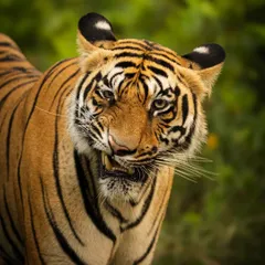 This tigress gave me a powerful expression, a mix of a snarl and a stare. Capturing such expressions is key to my work in animal behavior photography, as it reveals the animal's mood and intent. This was taken in the dense forests of Madhya Pradesh.