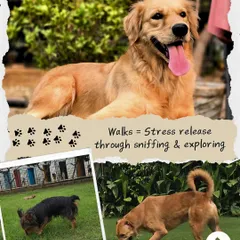 A walk is a dog's chance to de-stress by sniffing and exploring. This collage shows a happy Golden Retriever and other dogs engaging their minds and bodies on our property.