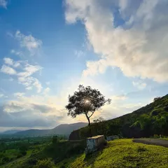 The sun sets behind a lone tree on a hilltop, casting a beautiful silhouette. This image captures a moment of peace and stunning natural beauty in the rural landscape.
