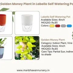 For the busy professional, I recommend our self-watering planters. This Golden Money Plant comes in a smart pot that handles the watering for you, ensuring your green gift stays vibrant and healthy with zero stress.