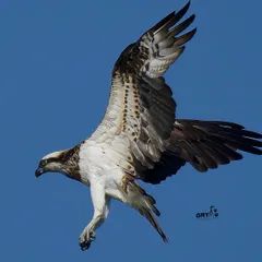 An Osprey, a specialized fish-eating hawk, captured mid-flight against a clear blue sky. This shot demonstrates my ability to track and photograph fast-moving subjects in open environments.