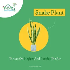 One of our top recommendations for beginners is the Snake Plant. It thrives on neglect, tolerates low light, and is one of the best plants for purifying indoor air.