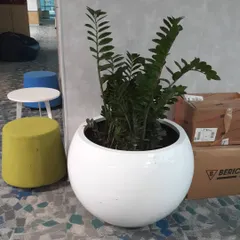 A large ZZ plant in a round white planter, an excellent choice for a statement piece in areas with lower light conditions.