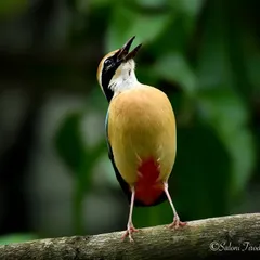 I can almost hear this photo. An Indian Pitta, known for its loud, distinctive call, singing its heart out. Capturing this behavior required patience and being in the right place at the right time.