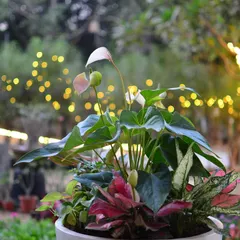 A close-up of the elegant pink and white blooms of the Anthurium, set against a backdrop of twinkling garden lights.