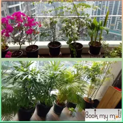 A vibrant mix of flowering and foliage plants we maintain for a client in Andheri. We ensure the flowering plants get the right boosters to produce beautiful blooms.