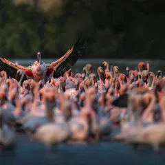 A flamingo rises above the flock, its wings spread wide against the lush backdrop of Navi Mumbai's wetlands. This shot is a celebration of life and a call to action to protect these vital urban habitats that are under constant threat.