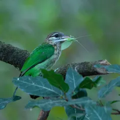 A White-cheeked Barbet with a grasshopper, a yummy meal. It's always great to capture these feeding moments.