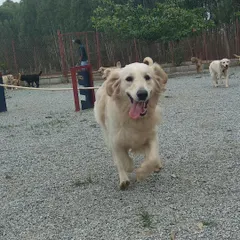 This is the look of pure joy. Our large, off-leash park gives dogs the freedom to run, play, and just be happy dogs. This Golden Retriever is having the time of his life during group play.