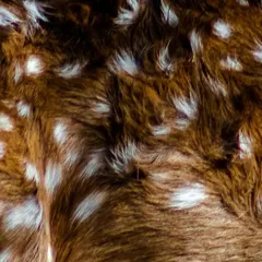 A close-up abstract shot of the fur of a Chital, or Spotted Deer, in Ranthambore National Park. The image focuses entirely on the beautiful pattern of white spots on its brown coat.