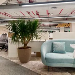 A similar view showing the placement of the large potted plant within the context of the open office, with workstations visible in the background.