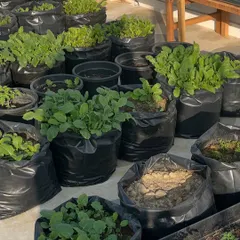 The past few months have been full of hard work, preparing grow bags and setting up my vegetable garden. Now, seeing them filled with lush green methi, palak, and other veggies is incredibly satisfying. Growing your own food is a journey of dedication.