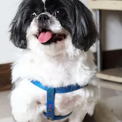 Kiki the Shih Tzu is looking bright-eyed and fluffy. A proper grooming session helps keep their long hair out of their eyes and their coat free of tangles.