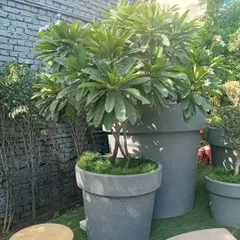 These oversized grey fiber planters make a bold statement. Here, a large frangipani tree is potted to become a central feature of the garden design.