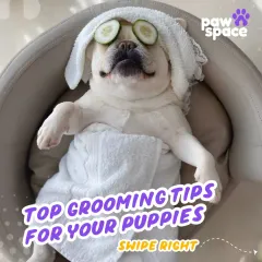This is the level of relaxation I aim for in every session. My at-home grooming service is designed to be a pampering spa day, leaving your pet feeling refreshed, happy, and looking their absolute best.