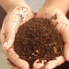 This is what we call 'Black Gold'. It is the rich, dark, nutrient-packed compost that you get after a few weeks of adding your kitchen scraps to our composter. Holding this in your hands is a feeling of pure satisfaction, knowing you have turned your waste into something that gives back to the earth.