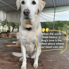 Rosy's life began in chains as a discarded breeder dog. Since April 2024, she has had a new beginning with us, one written with care, compassion, and the promise of a forever home at the sanctuary.