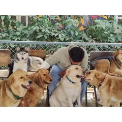 Just a typical day, getting smothered with love from the pack. Here, dogs of all breeds, like Golden Retrievers, Labradors, and Huskies, learn to socialize and chill together. There's always a friend to sit with.