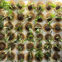 A living wall made of Staghorn Ferns mounted on wooden plaques. This is a creative and stunning way to display these unique ferns, whose fronds resemble deer antlers, turning a blank wall into a vertical garden.