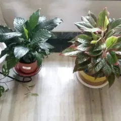 A beautiful collection of indoor plants, including a ZZ plant, Peace Lily, and Aglaonema, all neatly arranged and cared for by our mali service. We help you maintain a variety of houseplants.