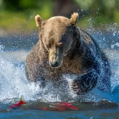 A coastal brown bear leaps for its meal. Capturing action like this is about anticipating the moment and being technically ready. On my tours, we get you in the right place to nail these high-energy shots.