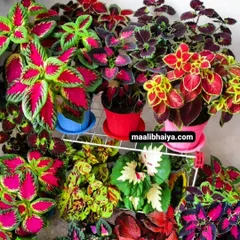 The patterns on these Coleus plants are like nature's own painting. I have many varieties with different color combinations, from deep reds to bright greens. They are fantastic for adding texture and color to your home or balcony.