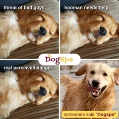 For most dogs, the real emergency is hearing someone say "DogSpa" and knowing a day of pampering is about to begin. It’s the one thing they’ll always wake up for!