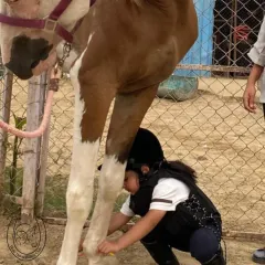 A young rider learns to care for her horse's legs. We teach our students that horsemanship starts on the ground with proper care.