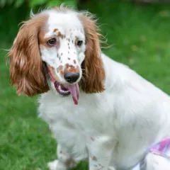 A close-up portrait of Luna the Spaniel, with her long, floppy ears and sweet, freckled face. Outdoor settings provide a relaxed atmosphere for capturing your pet's natural expressions.
