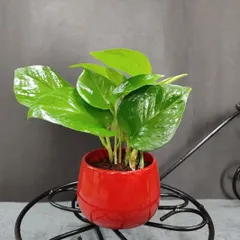 A classic Money Plant (Pothos) in a bright red ceramic pot. Known for bringing good fortune, this is a popular and meaningful gift for any occasion.