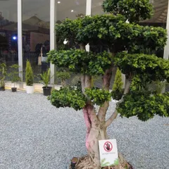 A beautiful Bonsai tree on display. These miniature trees require skill and patience to cultivate, and I source the best specimens for my clients' landscaping projects.