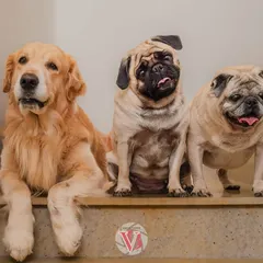 A golden retriever and two pugs posing on the stairs of their home. This shot shows how we can use the natural architecture of your home to create great portraits.