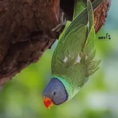 A Slaty-headed Parakeet hangs upside down to inspect a potential nesting hole. This image captures a fascinating moment of natural behavior.