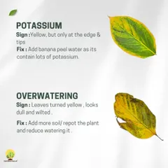 Yellowing just at the tips and edges could mean a potassium deficiency, which can be helped with banana peel water. If the whole leaf turns yellow and wilts, you may be overwatering.