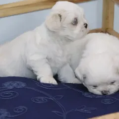 Two of my white Shih Tzu puppies resting. They are bred to be calm and affectionate companions, perfect for living in apartments or houses.