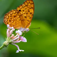 A Common Leopard butterfly feeding on a wildflower. This is to celebrate Big Butterfly Month, a time to appreciate these fluttering beauties and their role as pollinators.